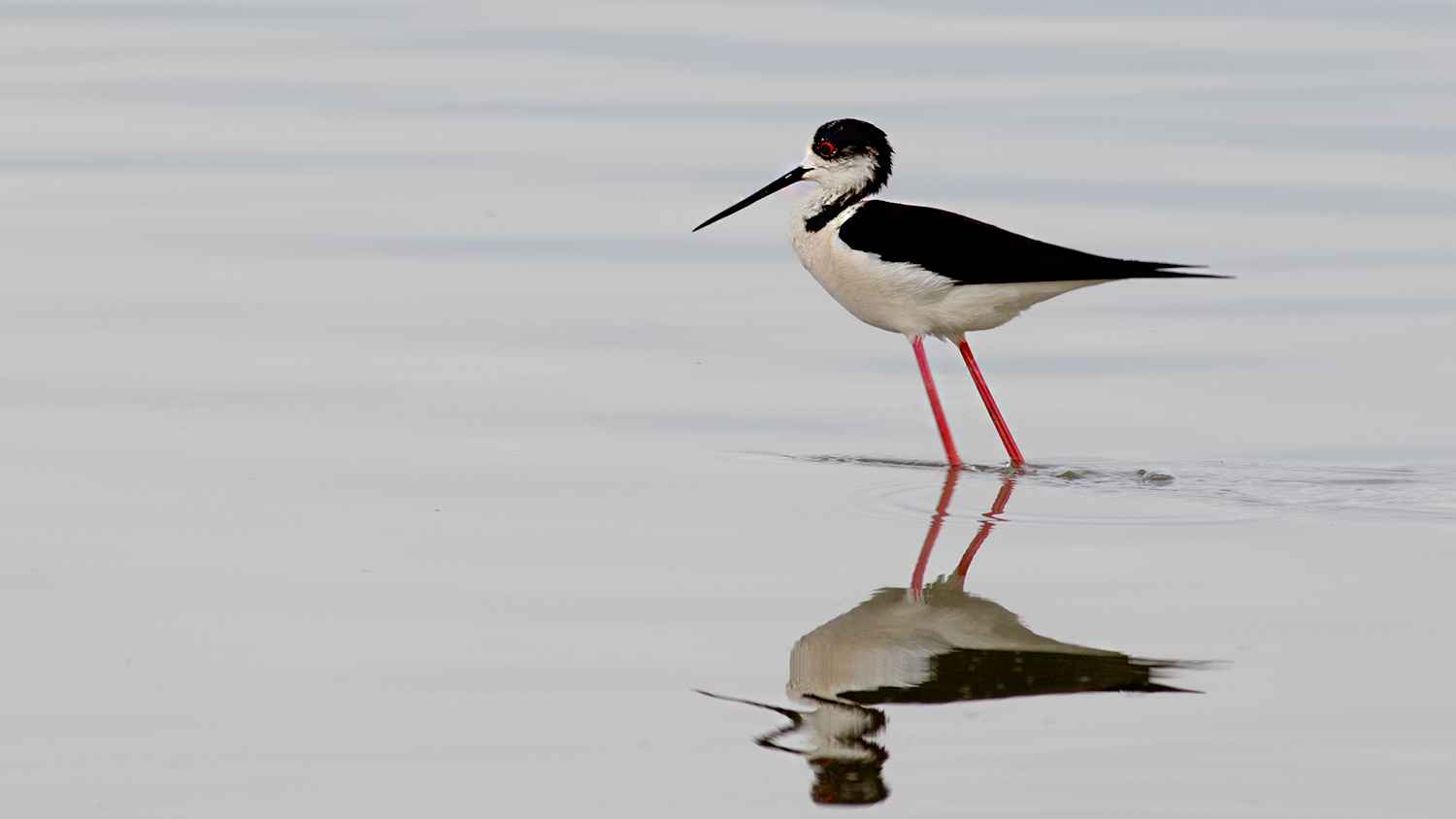 Black-winged Stilt